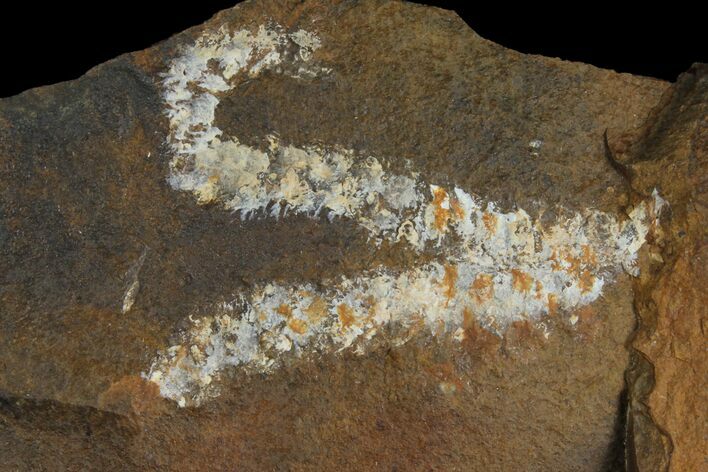Paleocene Fossil Flower Stamen (Palaeocarpinus) - North Dakota #95369